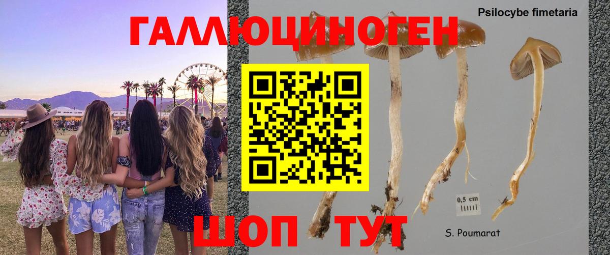 Галлюциногенные грибы Psilocybe  Вход с VPN  Заинск 